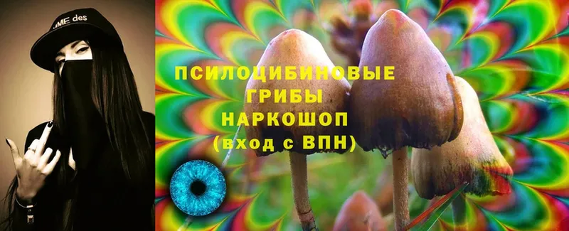 Псилоцибиновые грибы Psilocybe  купить  цена  Камызяк 